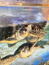 目測會成為泉州下一個No.1