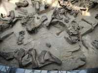 穿越兩億年的溫柔叩門聆聽時間破碎的聲音