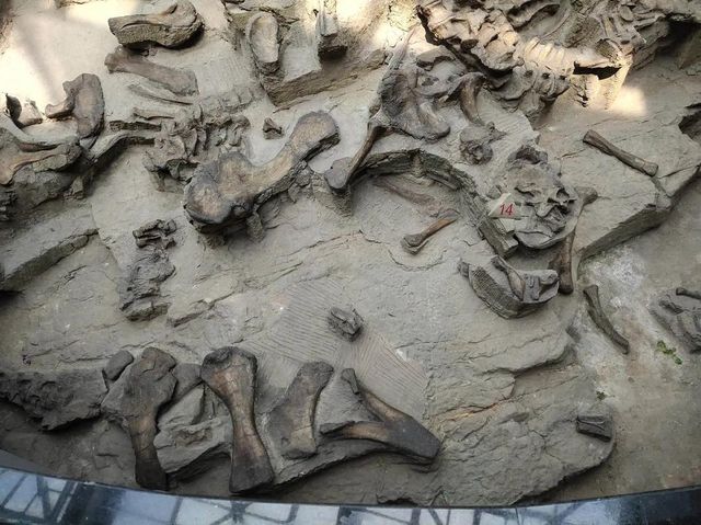 穿越兩億年的溫柔叩門聆聽時間破碎的聲音 穿越兩億年的溫柔叩門聆聽時間破碎的聲音