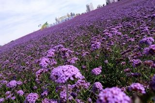 Jinchang, Gansu, is not just the "Nickel Capital"! Please keep this niche yet hardcore travel guide handy