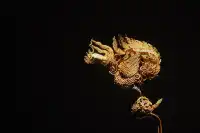 武漢Wuhan｜金色傳說可以治癒一切