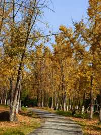 橫江濕地藏著秋日私語