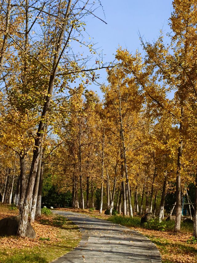 橫江濕地藏著秋日私語