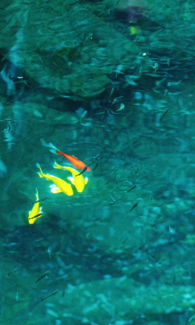 以為南京的秋天很美了,直到去了皖南 以為南京的秋天很美了,直到去了皖南