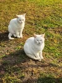 雲岡石窟半日遊