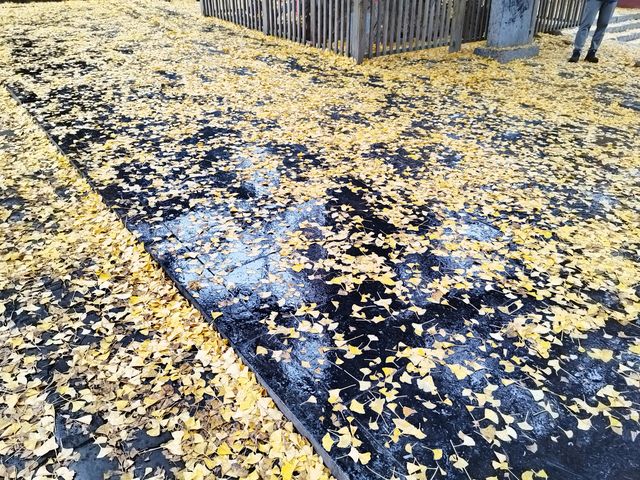 少林寺不僅有武學,還有銀杏! 少林寺不僅有武學,還有銀杏!