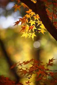 上海市區的秋日火焰!共青森林公園紅楓正當時