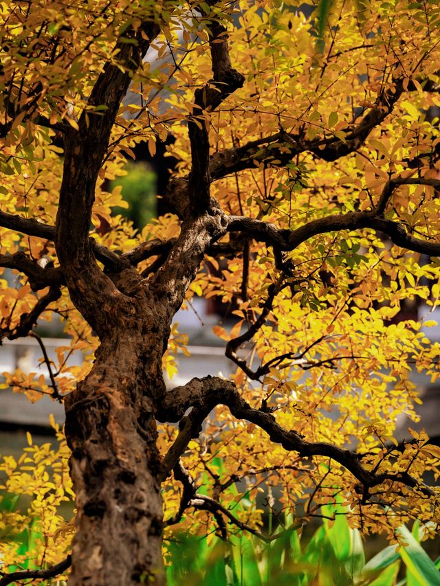 隱秘在魔都的秋日秘境！古漪園賞秋yyds