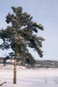 12月漠河,追光的約定