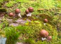 陰雨天賞湖秘境