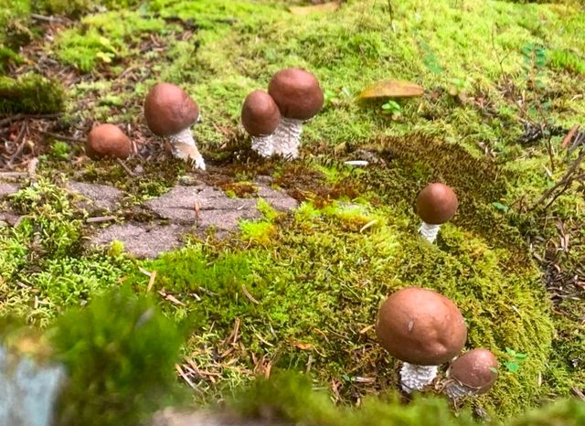 陰雨天賞湖秘境 陰雨天賞湖秘境