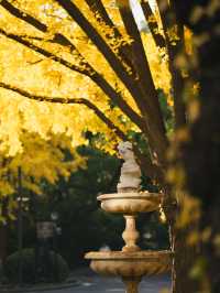 清晨8點,我拍到了樹的呼吸聲!