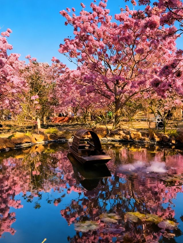 闖入油畫世界廣東這片紫粉花海美到窒息