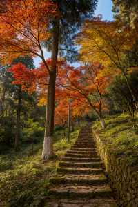美到窒息！我在莫干山撿到了整座秋天