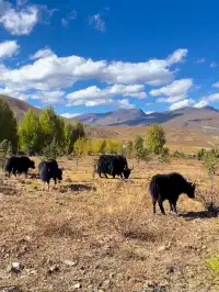 答案在路上|去川西,尋找風與自由