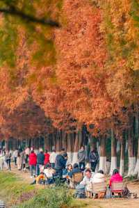 升仙湖的秋，是水杉用紅色寫的詩 