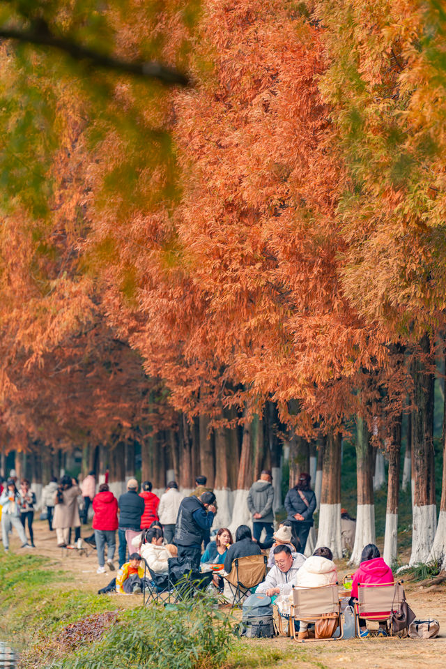 升仙湖的秋，是水杉用紅色寫的詩 