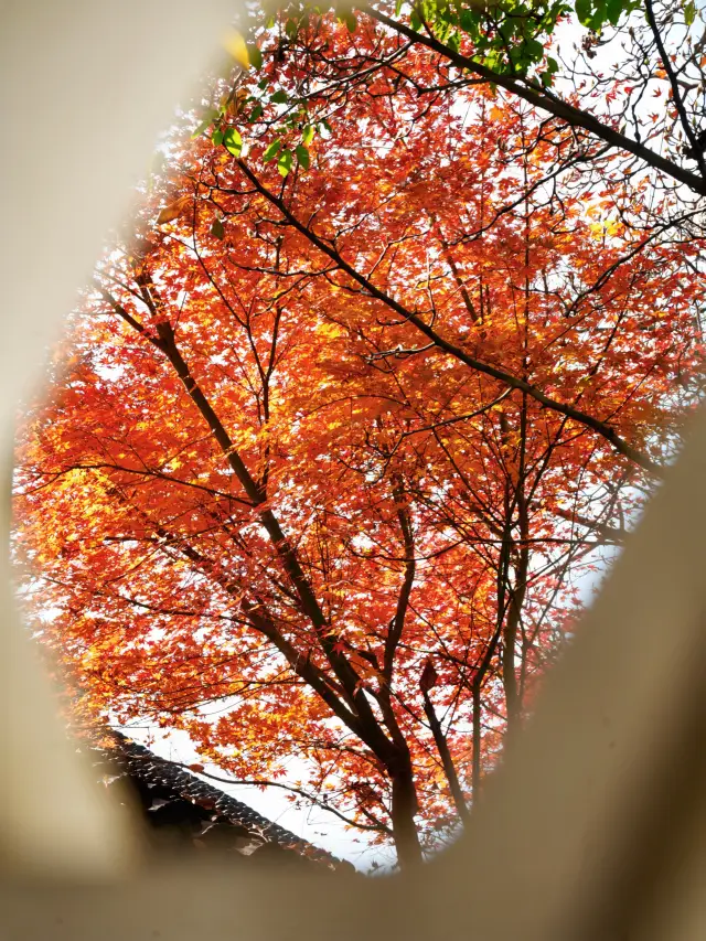 Suzhou's ultimate autumn viewing spot! The stunning maple leaves at Huanxiu Villa