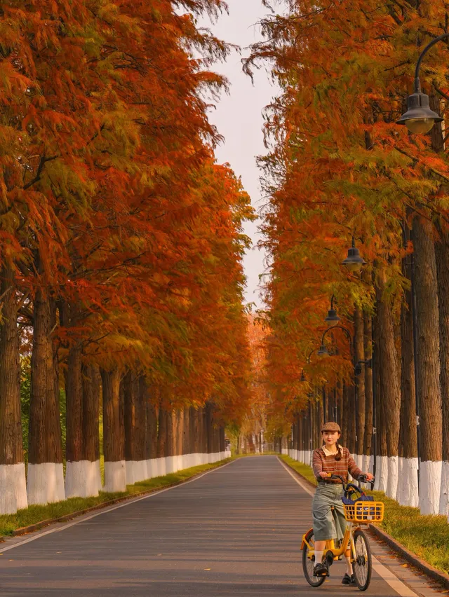 12.3的東湖殺瘋了!分享一條油畫感騎行路線 12.3的東湖殺瘋了!分享一條油畫感騎行路線