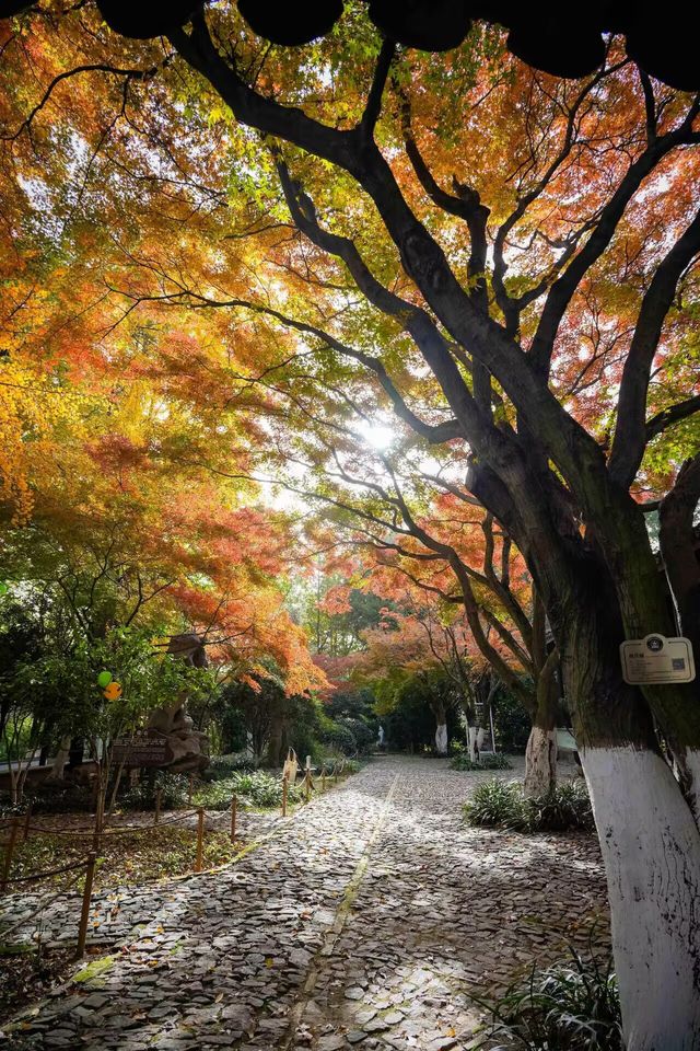 上海1小時直達,虞山真的太香了! 上海1小時直達,虞山真的太香了!