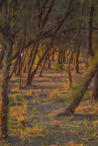 銀灘日出全攻略|附絕美機位+調色參數