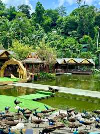 二次遊版納！一點都不累！小朋友說比迪士尼更好玩。