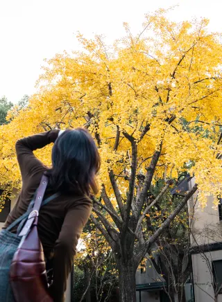 Discovered! A hidden gem in the magic city district where you can have an entire ginkgo tree all to yourself!