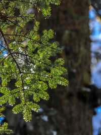 秋末初冬的海螺溝,是雪與金黃交織的雙重浪漫 原來季節的交界,可以這麼好看。 冬日的海螺溝是銀裝