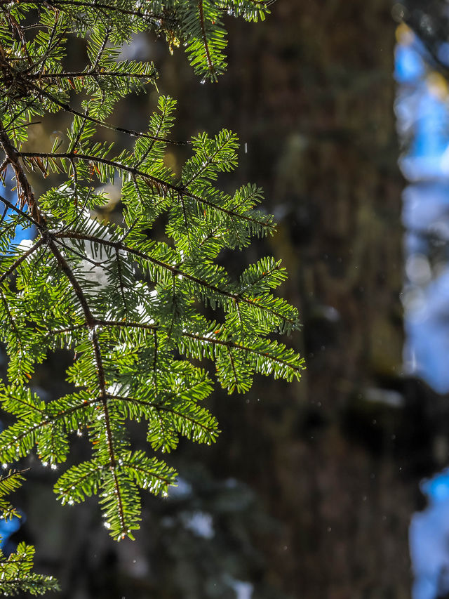 秋末初冬的海螺溝,是雪與金黃交織的雙重浪漫 原來季節的交界,可以這麼好看。 冬日的海螺溝是銀裝 秋末初冬的海螺溝,是雪與金黃交織的雙重浪漫 原來季節的交界,可以這麼好看。 冬日的海螺溝是銀裝
