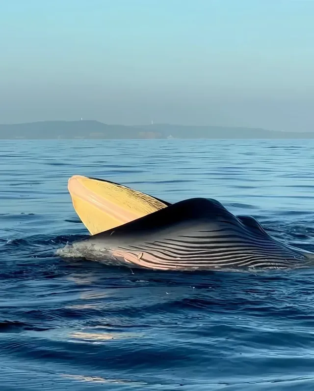 涠洲島追鯨避雷,為什麼沒有人早點告訴我 涠洲島追鯨避雷,為什麼沒有人早點告訴我