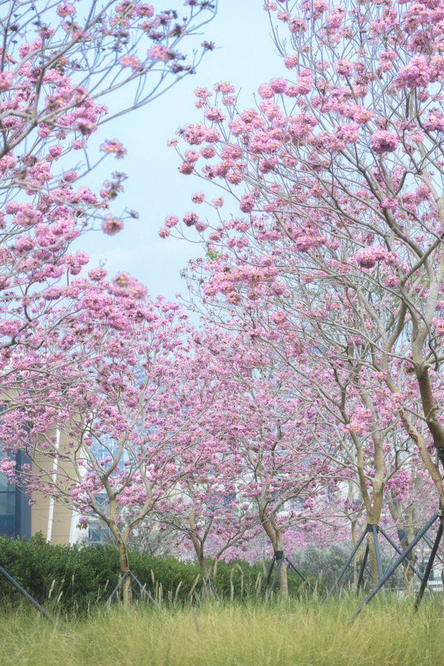 12.11拍|深圳紫花風鈴木開滿啦 12.11拍|深圳紫花風鈴木開滿啦