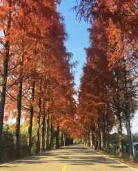 武夷初冬,赴一場落羽杉的浪漫之約