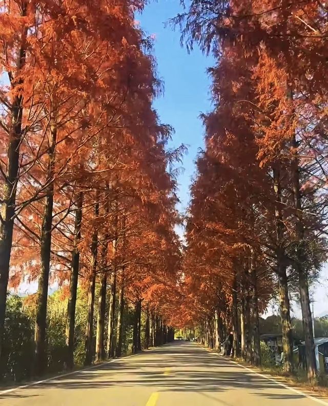 武夷初冬,赴一場落羽杉的浪漫之約 武夷初冬,赴一場落羽杉的浪漫之約