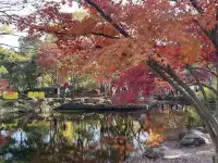 12月3日實況無濾鏡,秋意濃時楓葉紅