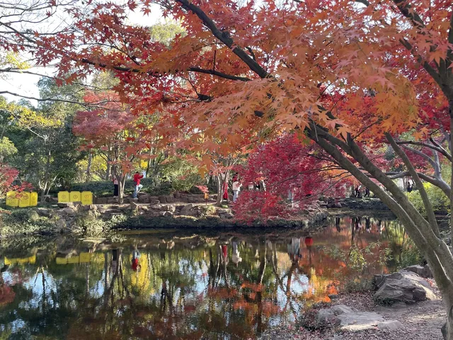 12月3日實況無濾鏡,秋意濃時楓葉紅 12月3日實況無濾鏡,秋意濃時楓葉紅