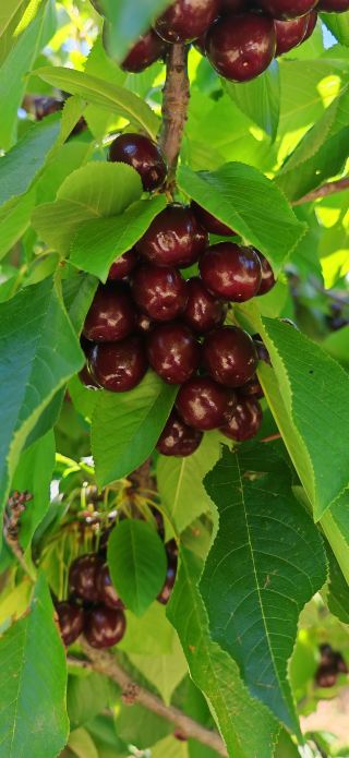 Inland small town Orange: Sydney's private treasure for travel and vacation. Here you can pick cherries, forage mushrooms in pine forests, and experience the world's shortest train route. 