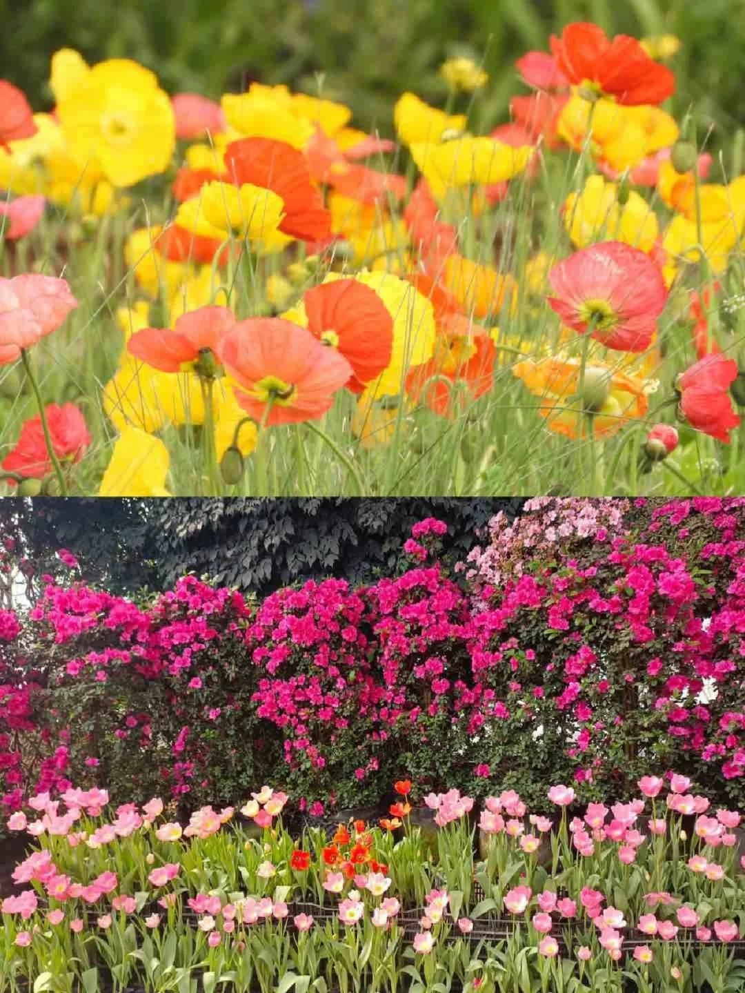 Have you been to Chengdu to enjoy the flowers? If you don’t go soon, you’ll miss them!