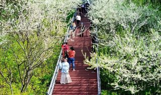 Yueyang Flower Viewing Map is Here