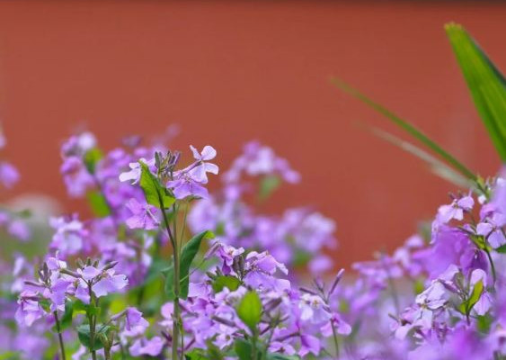 朝天宮の二月蘭が満開、紫色の花海が美しい絵画のように広がる | Trip