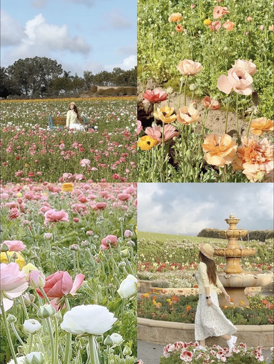 サンディエゴで最も夢のような花畑、世界で有名な虹色の花畑トップ10の