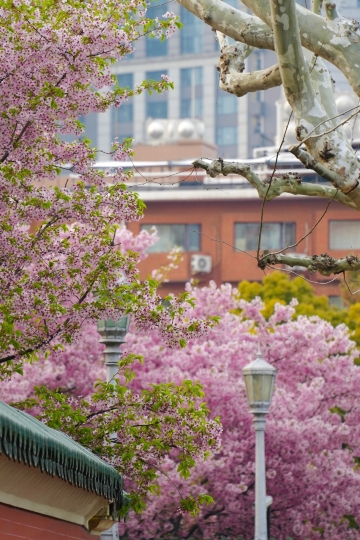 2026年上海で最も美しい桜の木を解放！交大のこの一本は最高！ | Trip