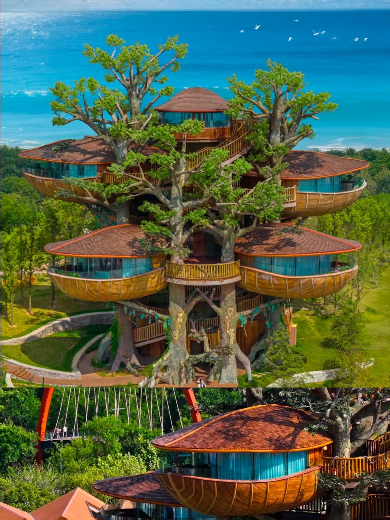 For this tree, I specifically flew to Rizhao
