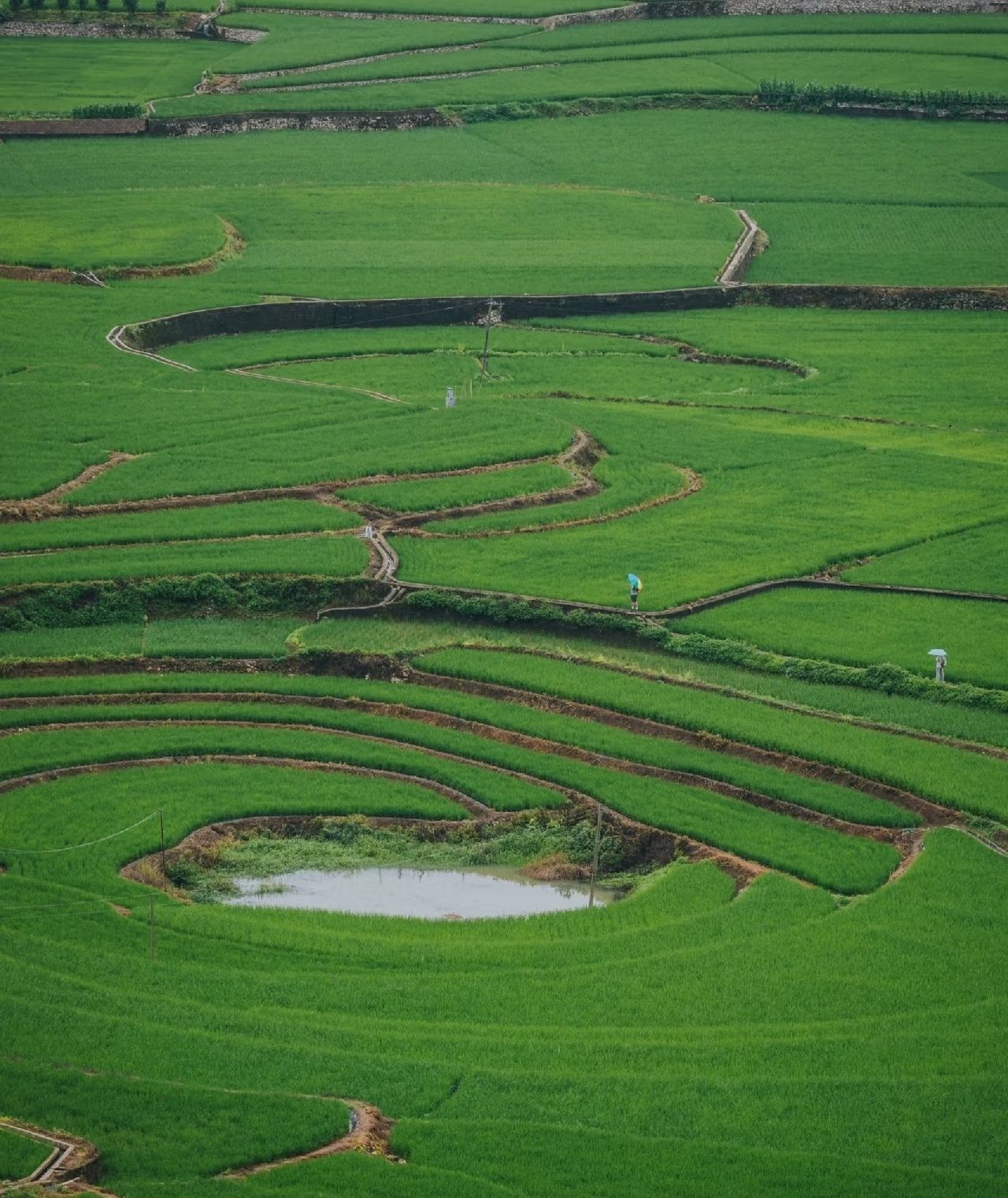 Mist-shrouded Peaks and Verdant Fields: The Ethereal Karst Landscape of Wanfenglin