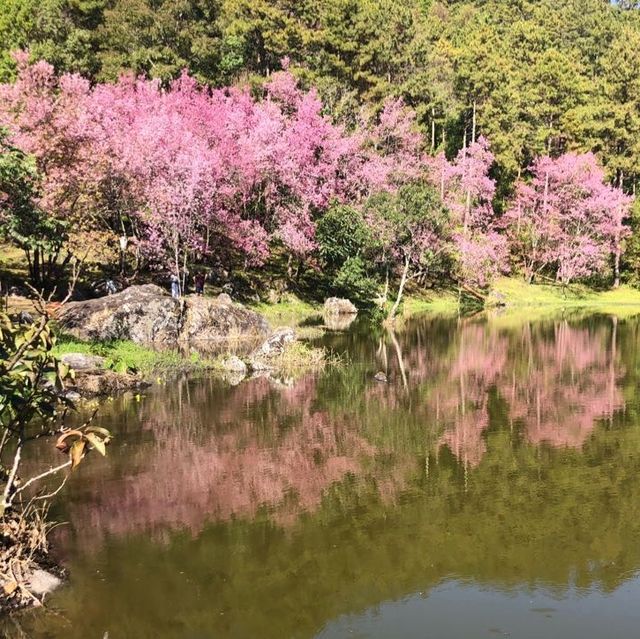 ดอกพญาเสือโคร่งบานแล้วที่เชียงใหม่ 🌸