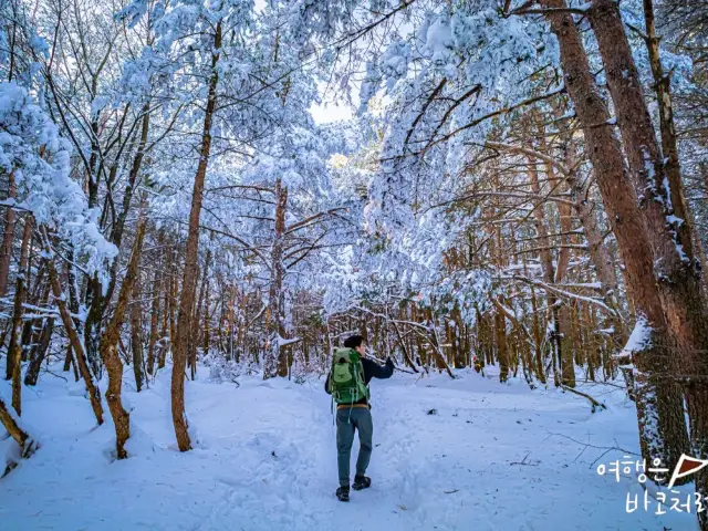 겨울 한라산 등반하면서 보는 눈꽃여행