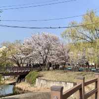 수원 벚꽃여행 🌸 바로 여기! ‘만석공원’ 