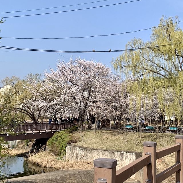 수원 벚꽃여행 🌸 바로 여기! ‘만석공원’ 
