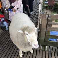 Baa baa white sheep in Cameron 🐑🐏