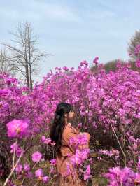🌸이번년도 봄에는 부천 진달래꽃동산에서 진달래꽃 구경🌸