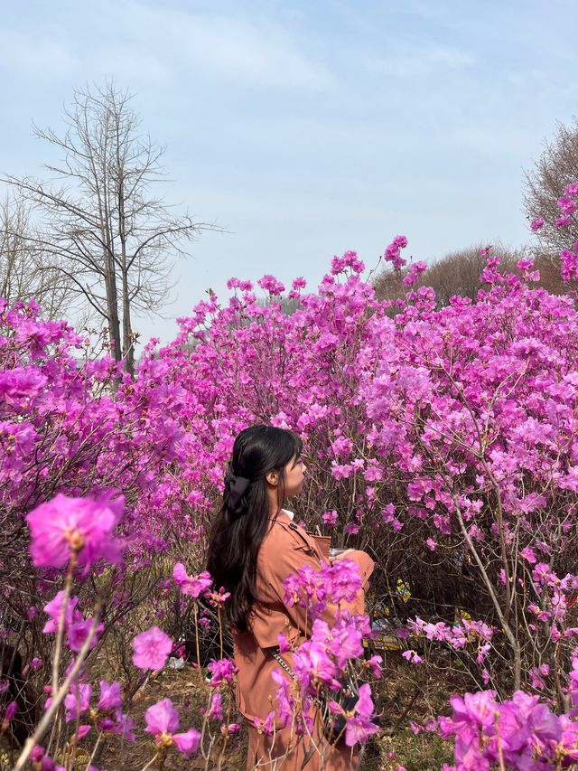 🌸이번년도 봄에는 부천 진달래꽃동산에서 진달래꽃 구경🌸
